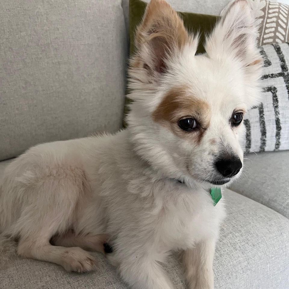 TheAnimalPad's tweet photo. Hello friends! We’re back with another #ForgetMeNotFriday 🐶🐾 Today we’re featuring our favorite boy, Sebastian! He’s been at The Animal Pad for 453 days and is eager to find his forever family! 💚
Get to know more about Sebastian on our website! https://t.co/AEA6eP242b https://t.co/kBeCG8AvHJ