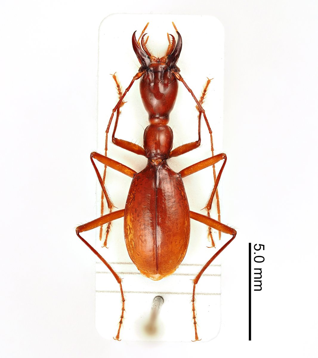 世界最大のメクラチビゴミムシ Italaphaenops dimaioi Ghidini, 1964