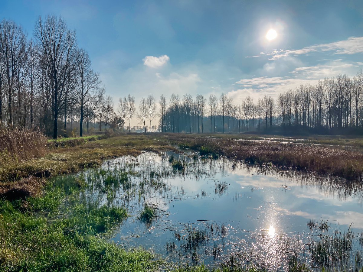 Goedemorgen! Een paar plaatjes uit het natte #Pompveld #N2000