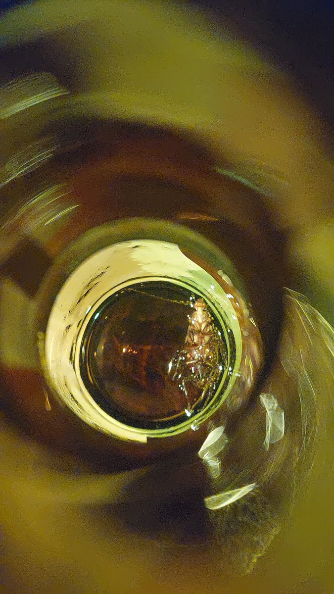 _UnAteoMas_'s tweet photo. @BohemiaMx Compré una caja de cervezas Noche Buena, en @SamsClubMexico, las qué cada año espero y ahorita ya por terminarme una, dentro de la botella había una cucaracha, venía dentro, jamás solté la botella desde que la destapé, ¿Qué clase de control de calidad tienen? @COFEPRIS https://t.co/FFwPbqtCTm