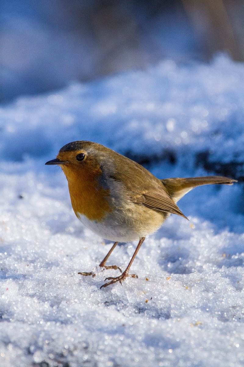 Thesarahbaloo's tweet photo. The robins for the Christmas cards this year. #christmas #ddor #dailydoseofrobin https://t.co/iS2rC0YxD9