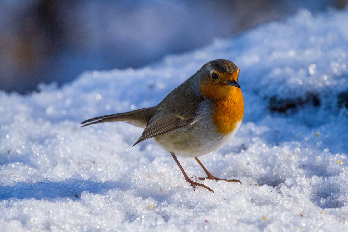 Thesarahbaloo's tweet photo. The robins for the Christmas cards this year. #christmas #ddor #dailydoseofrobin https://t.co/iS2rC0YxD9