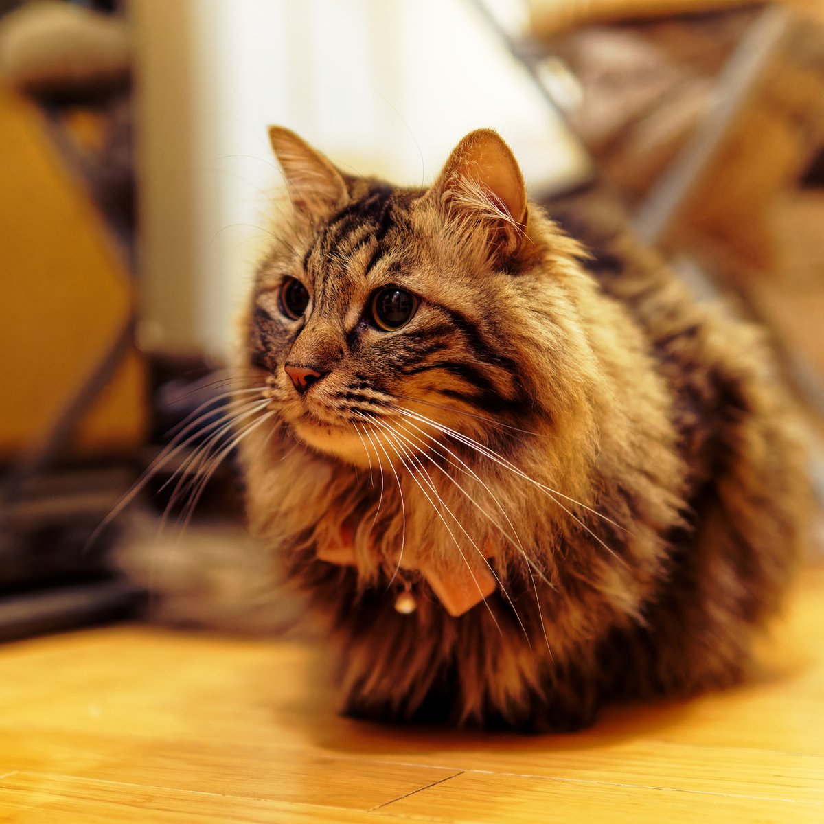 iida_c_f's tweet photo. 美味しいの貰える期待値が大なの。

#保護猫と暮らす 
#パナソニック保護犬猫譲渡会 https://t.co/X0TiF901St