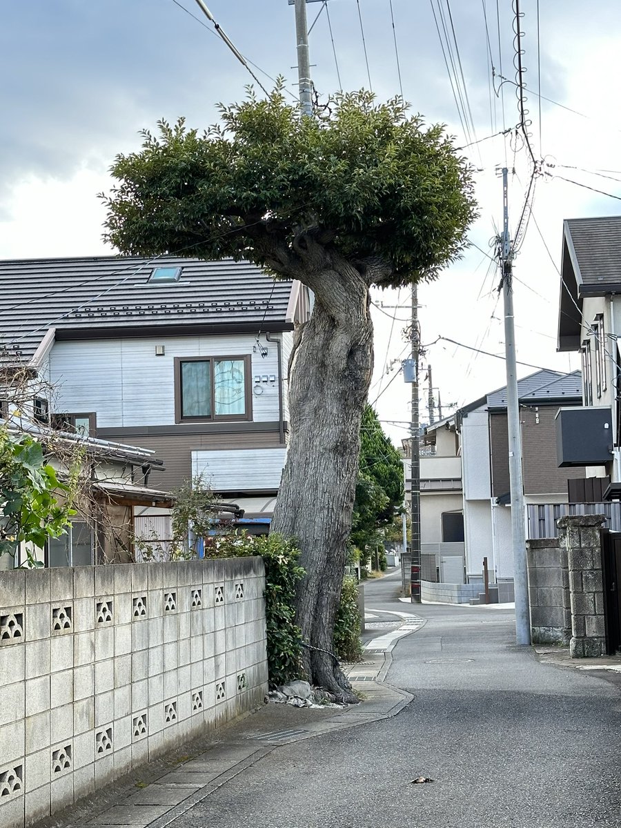 町内銘木シリーズ
松戸市下矢切 一般のお宅
彫刻のよう。