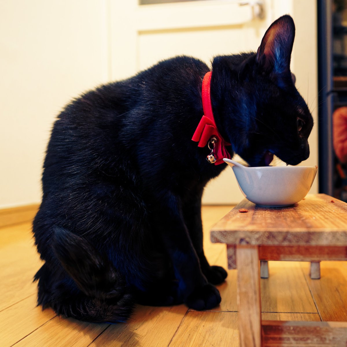 iida_c_f's tweet photo. 猫背。ただいま、ウマウマ中。

#保護猫と暮らす https://t.co/H1l2U1qZLt