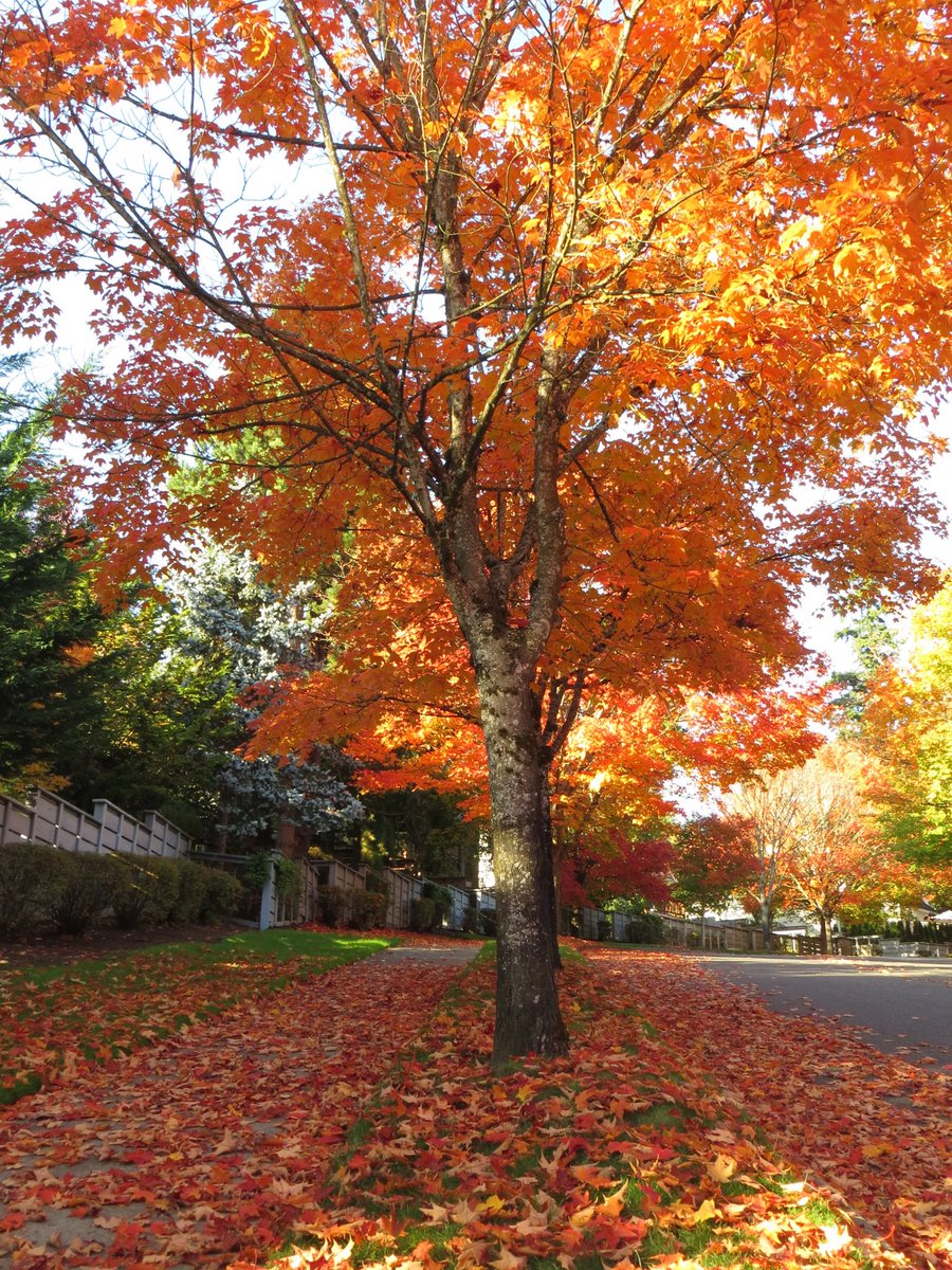 Good morning X-Friends…Happy Saturday 🌳🍁🍂🧡💛💚

#SaturdayMorning 🌼 #CoffeeTime ☕️ #NatureBeauty 🧡 #HappyWeekend 🌳 #PeaceAndLove 🕊️