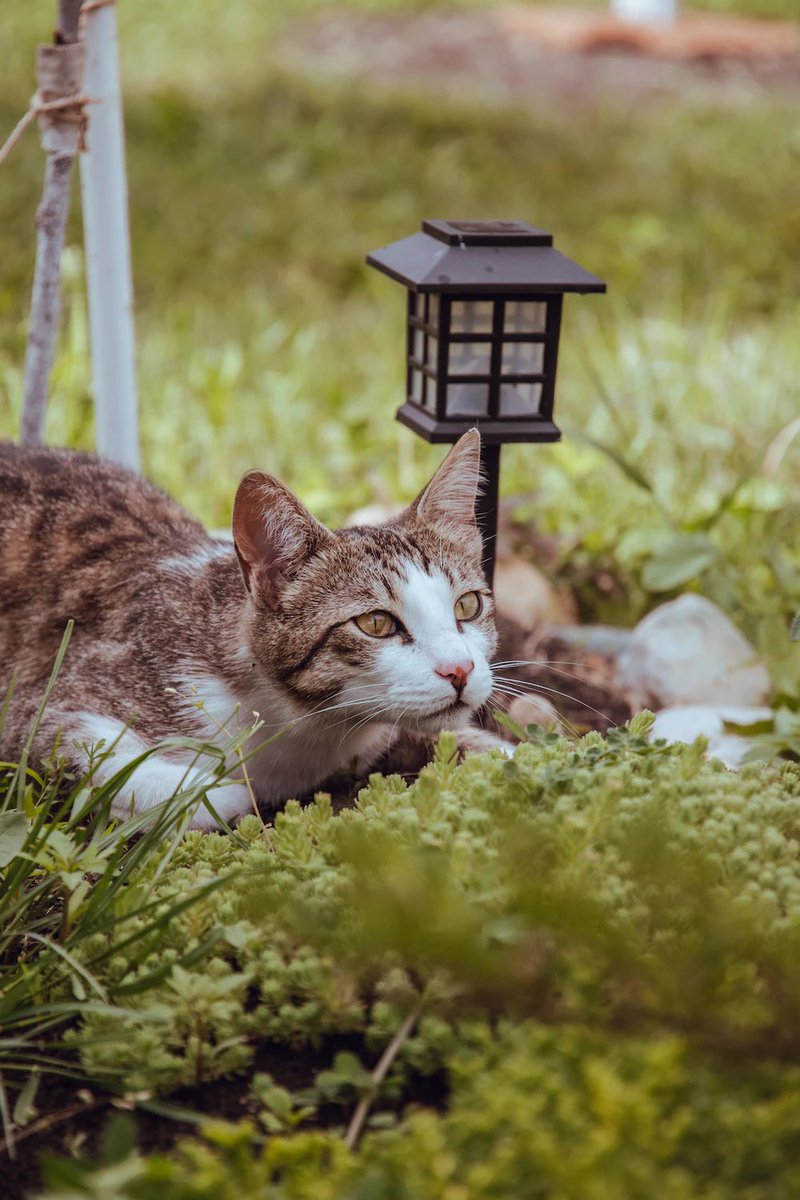 Lovely Saturday dear friends…🌼🍂🐈💚🧡💛

#GoodMorningEveryone 🌼 #CoffeeTime ☕️ #CatsLover 🐈 #WeekendVibes 💛  #PeaceAndLove 🕊️