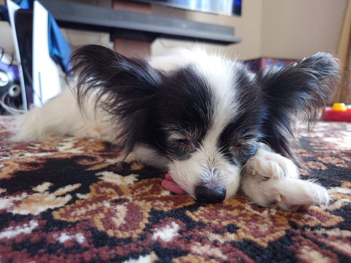 sweet_berry26's tweet photo. ホットカーペットも敷いたから、ぬくぬくだねぇ🐶 https://t.co/xI4mtH5Gd3