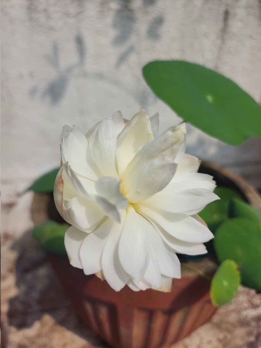 #lotus #flower #lotusflower #pune Todays beautiful bloom #flowersofindia #FlowersOfTwitter