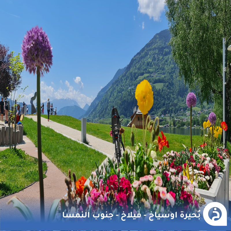 TouristMapsApp's tweet photo. بُحيرة اوسياخ #النمسا🇦🇹 

من أجمل بُحيرات #الجنوب_النمساوي بالقرب من #فيلاخ وهي ثالث أكبر بحيرة في إقليم #كارينثيا تُحيط بها قُرى جميلة وقمم ومعالم تاريخية تعود للقرن الـ11 نقترح لك بعد جولتك الاستراحة في كافية "Candis"🌊⛵️🏔️🏘️⛪️☕️📸😍↓
Lake Ossiach
📍https://t.co/DYniQgICWE

• مُضاف في خريطة النمسا السياحية.