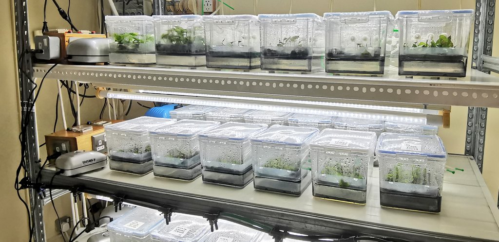 jamesplegg's tweet photo. 🇳🇬🌱 Yam Seed Tech 🔬🌿

Prof Morufat Balogun is testing out a lot of technologies in her labs at #IITA Ibadan. She &amp; her team are working thru the #PROSSIVA Project to find optimal methods to produce healthy yam seed as fast &amp; as cheaply as possible for farmers in #Nigeria https://t.co/da8Hwt15fU