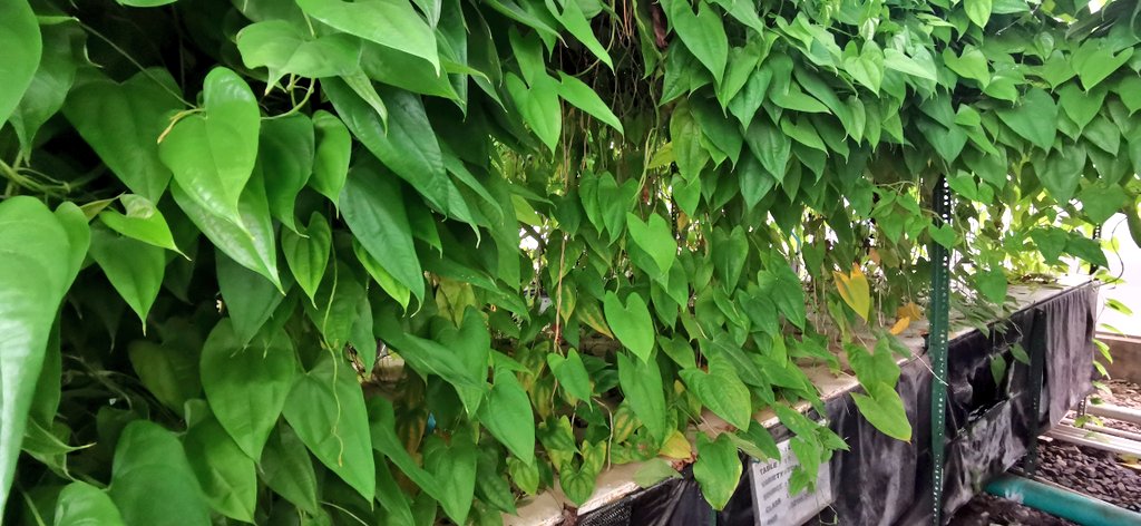 jamesplegg's tweet photo. 🇳🇬🌱 Yam Seed Tech 🔬🌿

Prof Morufat Balogun is testing out a lot of technologies in her labs at #IITA Ibadan. She &amp; her team are working thru the #PROSSIVA Project to find optimal methods to produce healthy yam seed as fast &amp; as cheaply as possible for farmers in #Nigeria https://t.co/da8Hwt15fU