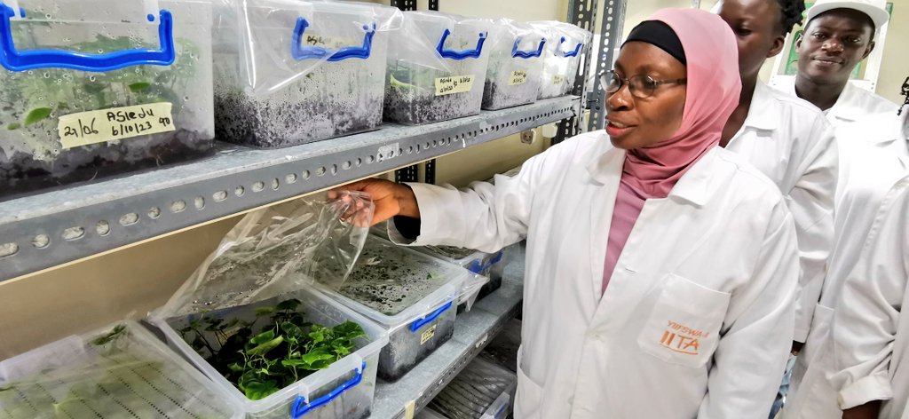 jamesplegg's tweet photo. 🇳🇬🌱 Yam Seed Tech 🔬🌿

Prof Morufat Balogun is testing out a lot of technologies in her labs at #IITA Ibadan. She &amp; her team are working thru the #PROSSIVA Project to find optimal methods to produce healthy yam seed as fast &amp; as cheaply as possible for farmers in #Nigeria https://t.co/da8Hwt15fU