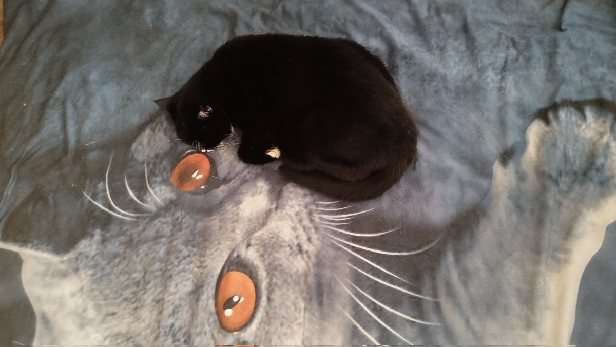 RadkaReborn's tweet photo. Two cats https://t.co/fGRwcm6IQe