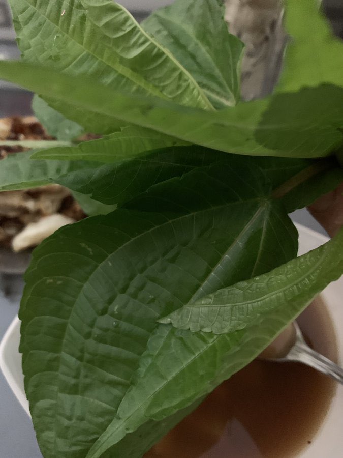 Hujandisenja's tweet photo. Tunggu sampe kalian nyobain daun pohpohan, semua dedaunan lalapan itu lewat. https://t.co/bVIYWyyJbJ