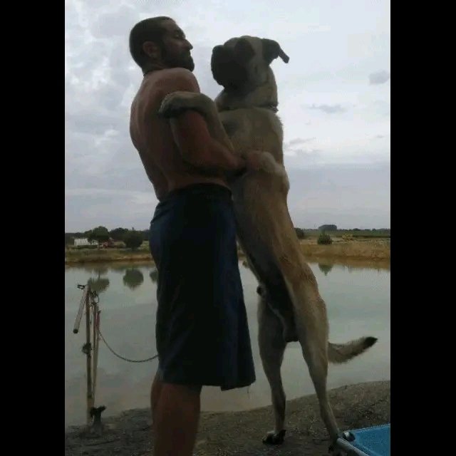 garlfriend's tweet photo. Si muero antes que mi perro, dejad que vea mi cadáver. Él entiende la muerte, si siente mí muerte podrá llorarme.
Si no vuelve a verme pensará que lo abandoné y seguirá esperando mi regreso. 
Si muero antes que mi compañero, dejadle despedirse de mi. https://t.co/WG4IsEE1gP
