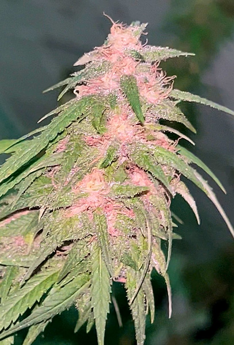 BloomsAndBudsNY's tweet photo. #AlohaLimone Week 957🙄 lol🤣

From light compromising photoperiod outside b4 pulling indoors to accidental temp &amp; humidity fluctuation mishaps, or not switching to flower ferts sooner, she’s still got a lot to offer! 🌿💨✌️

#CannabisCommunity #Cannabis #Sativa #growyourown #NYC https://t.co/JZ7rEteCtT