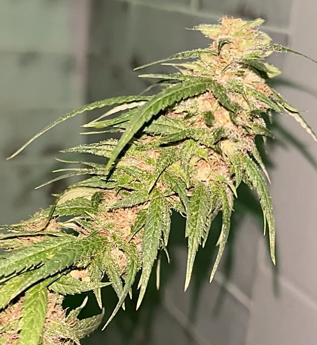 BloomsAndBudsNY's tweet photo. #AlohaLimone Week 957🙄 lol🤣

From light compromising photoperiod outside b4 pulling indoors to accidental temp &amp; humidity fluctuation mishaps, or not switching to flower ferts sooner, she’s still got a lot to offer! 🌿💨✌️

#CannabisCommunity #Cannabis #Sativa #growyourown #NYC https://t.co/JZ7rEteCtT