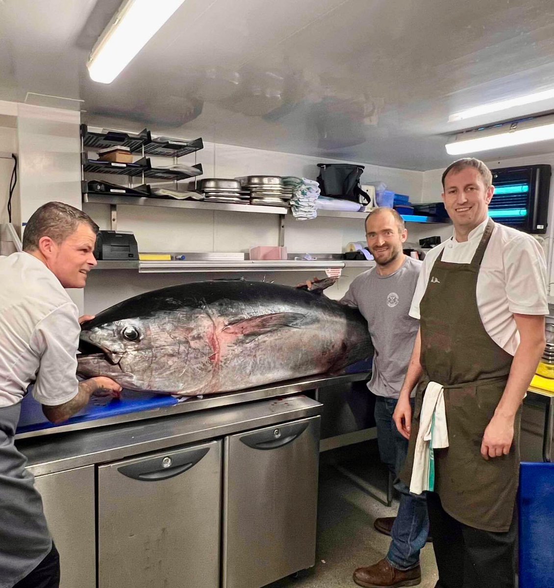 Bluefin Tuna are back in Cornish waters after a 70-year absence. But why are fishermen being licensed to catch these incredible fish Also what is Rick Stein thinking promoting the catch of this rare 150kg specimen to feed to tourists in his hugely expensive Padstow restaurant…