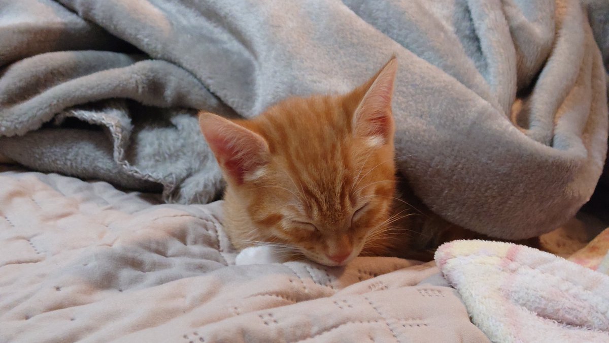 vui_gahaku's tweet photo. 猫飼い始めました。可愛い。 https://t.co/sZpquWygud