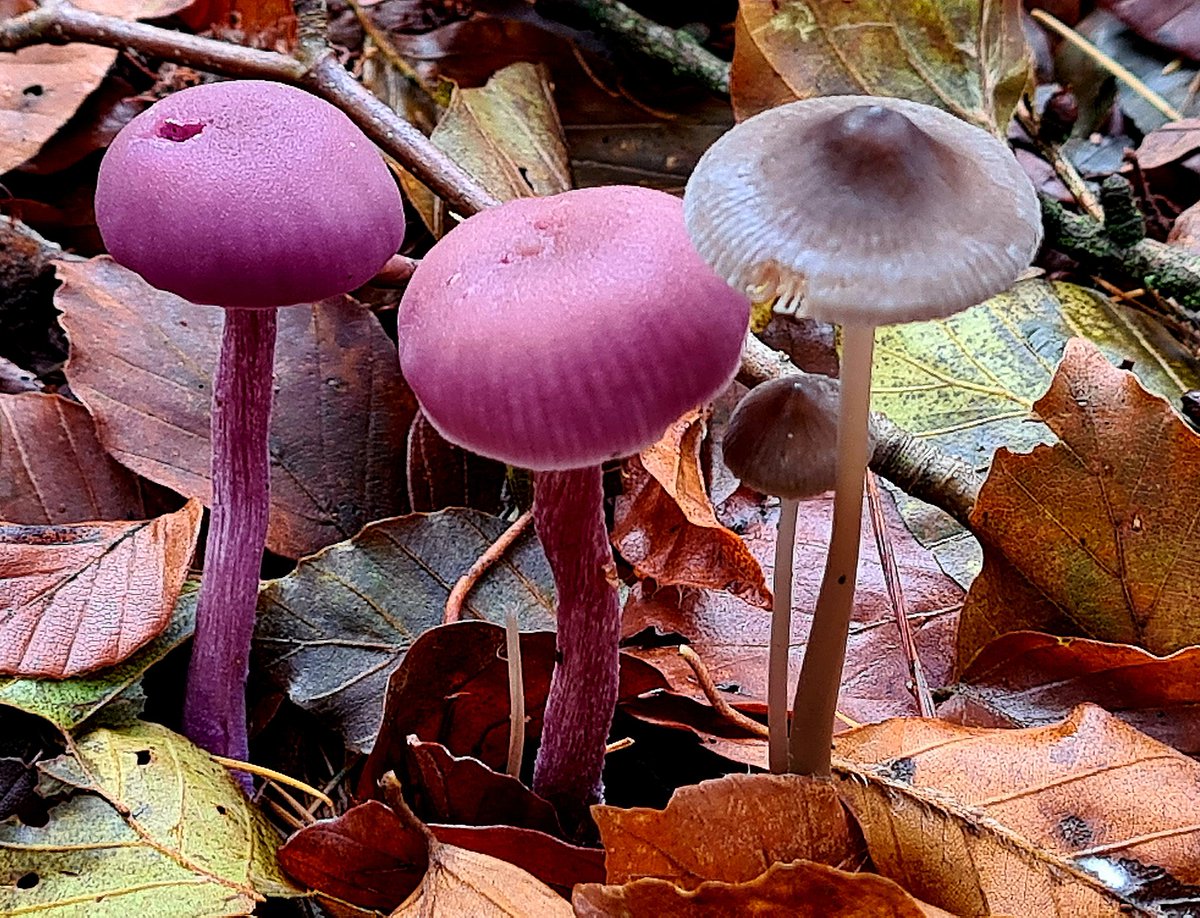 IsaVerbist's tweet photo. Amethyst deceiver ππ€ Common bonnet
#purplemushroom #amethystdeceiver #mushroomoftheday #fungi #mushroomtwitter #fungus #photography #channel169 #naturelovers #TwitterNatureCommunity #NaturePhotography #fungiphotography #mycology #mushrooms #Mushroom #paddospam #commonbonnet https://t.co/U8UKAsnoMR