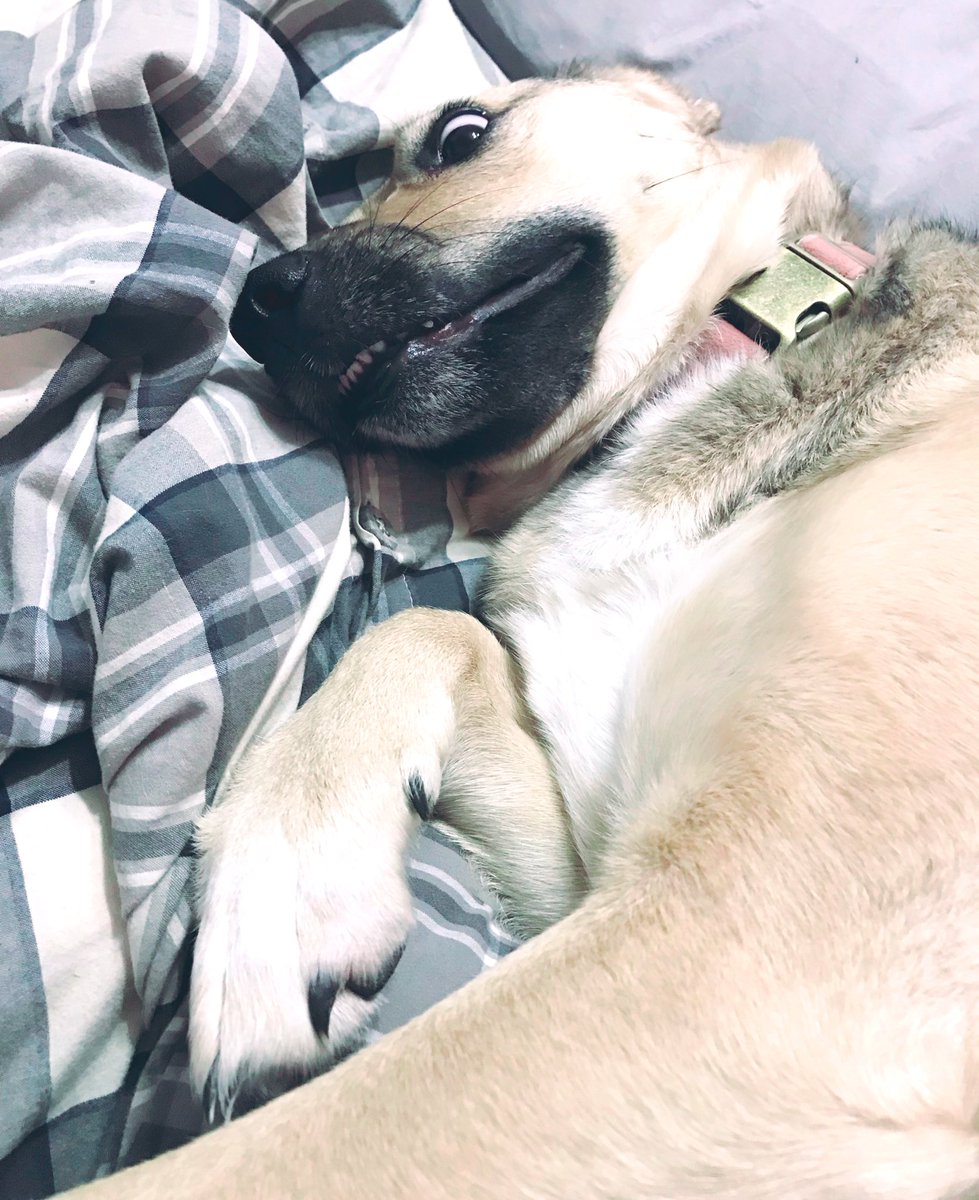 #GutenMorgen ihr Lieben. Es ist Wochenende und ich bin kinderlos. Man könnte meinen, ich könnte ausschlafen… 
Könnte ich auch, wenn dieses kleine süße ••• nicht wäre, dass Lichtschalter betätigen kann und mich seit 5:30h nervt. In diesem Sinne… have a nice day 🙃✌️🌸