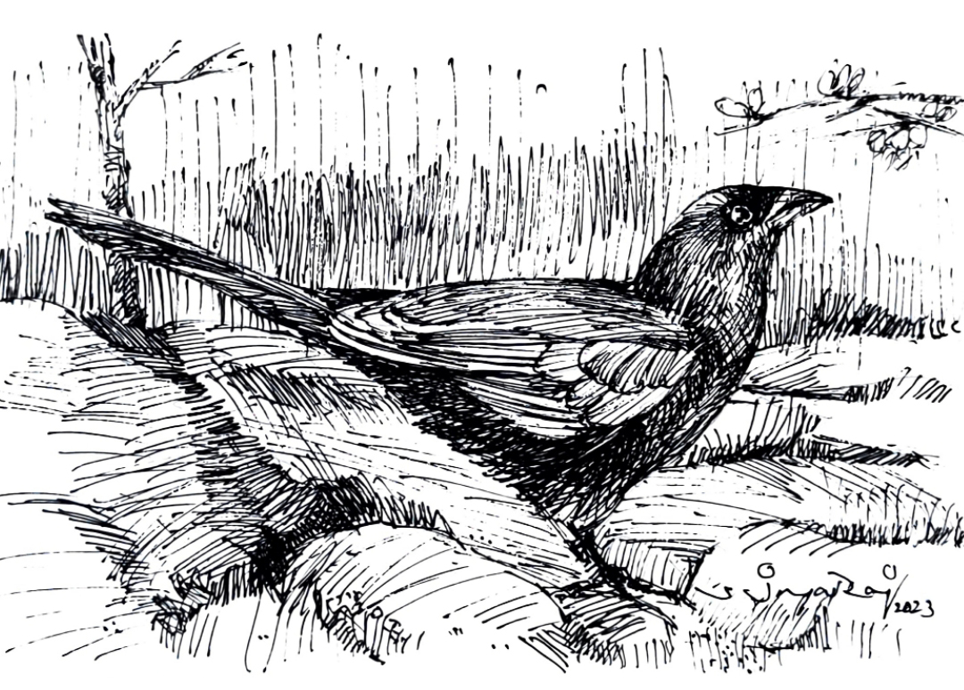 sjayaraj999's tweet photo. Greater Coucal #birdnov #bird #birdwatching #sketch #endangered #jayaraj #art #artist #ArtistOnTwitter #wavesofart https://t.co/7Wo42IMQU0