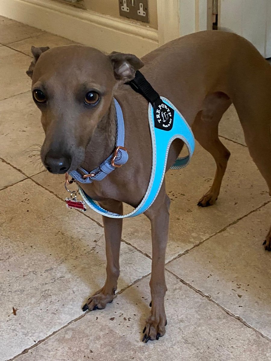 AdoptionsUk's tweet image. Urgent, please retweet to HELP FIND BENJI, MISSING FROM HIS FOSTER HOME #FLEET #GU51 #NORTHHAMPSHIRE #HAMPSHIRE #UK  
June 25, he is a nervous, please contact the shelter if you see him 🌟🌟🌟
CONTACT 👇
lurcher.org.uk 
#dogs #pets #animals #AdoptDontShop