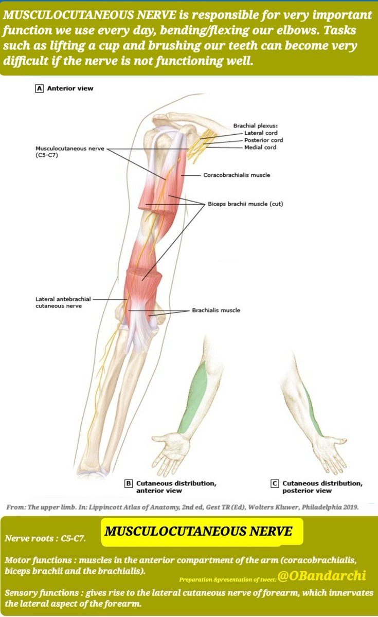 Musculocutaneous nerve is responsible for flexing our elbows.(gives motor branches to elbow flexors). If injured for any reason,the elbow flexion weakens greatly but we still can flex our elbow! Why? Due to Brachioradialis! It helps elbow flexion,while innervated by radial n.