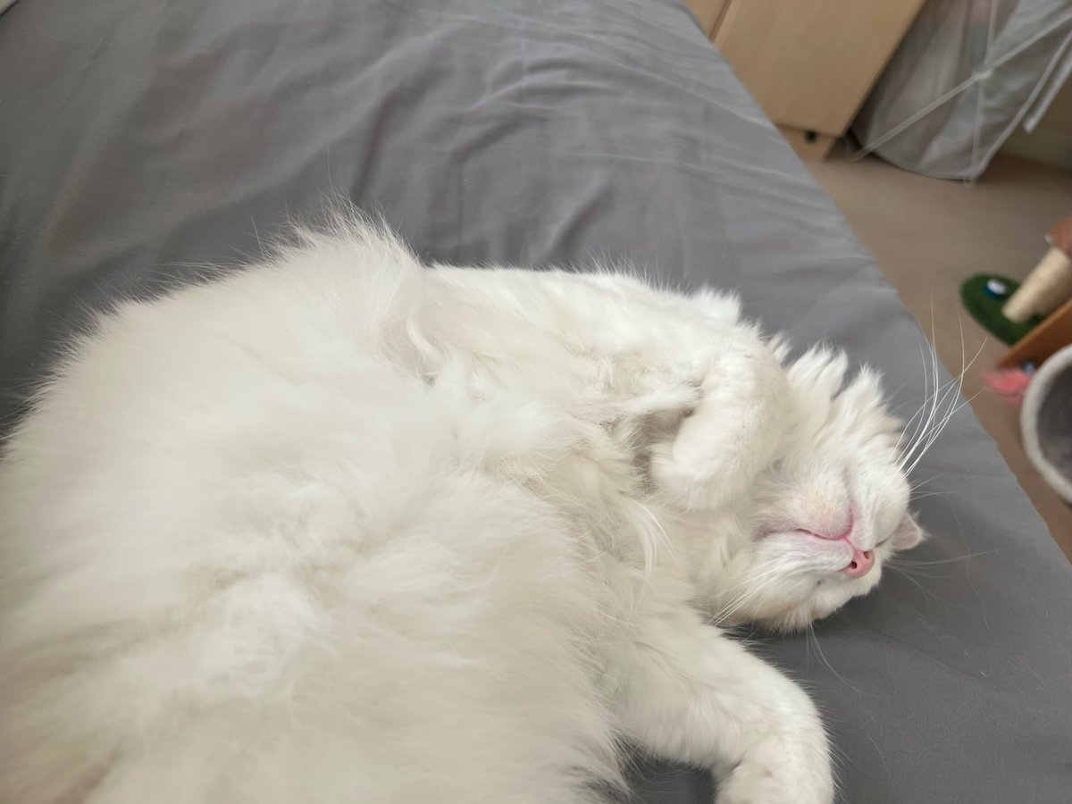 Did you know? I'm a professional cat-napper! 😴😺 We felines catch those Zzz's for an average of 15 hours a day, making it about 70% of our lives. Yep, life's pretty 'pawsome' for us! 💤🐾 #CatNapChampion #LivingTheDream #Lunaandkonbu