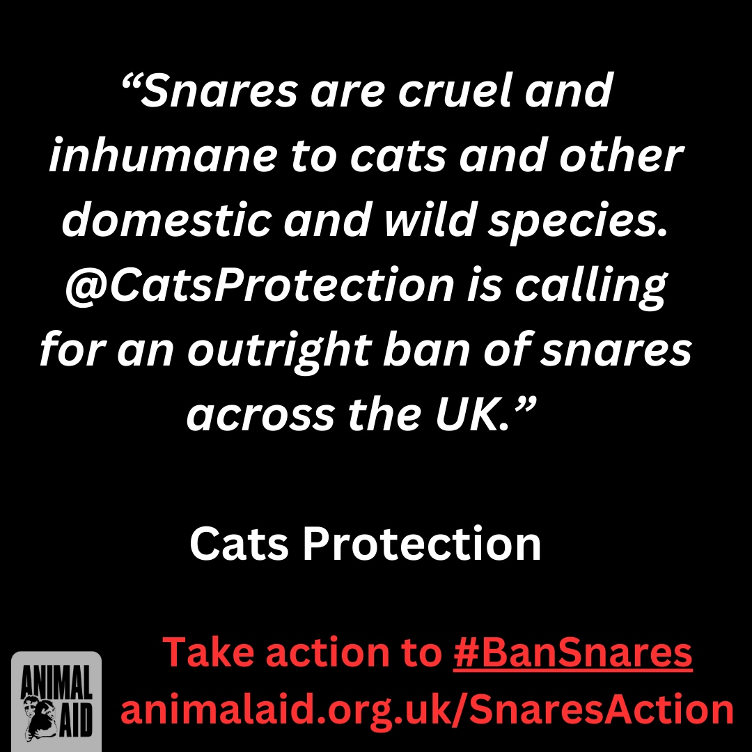 Ahead of the next General Election, we are asking all political parties to pledge to #BanSnares. Let’s keep the momentum on this campaign going – take action straight away and let’s show politicians that only a commitment to ban snares will do! ➡️animalaid.org.uk/SnaresAction