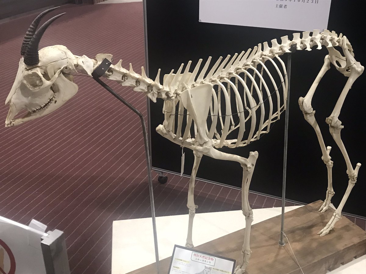 ニホンカモシカの全身骨格。 岐阜大学には、多数のカモシカの標本が