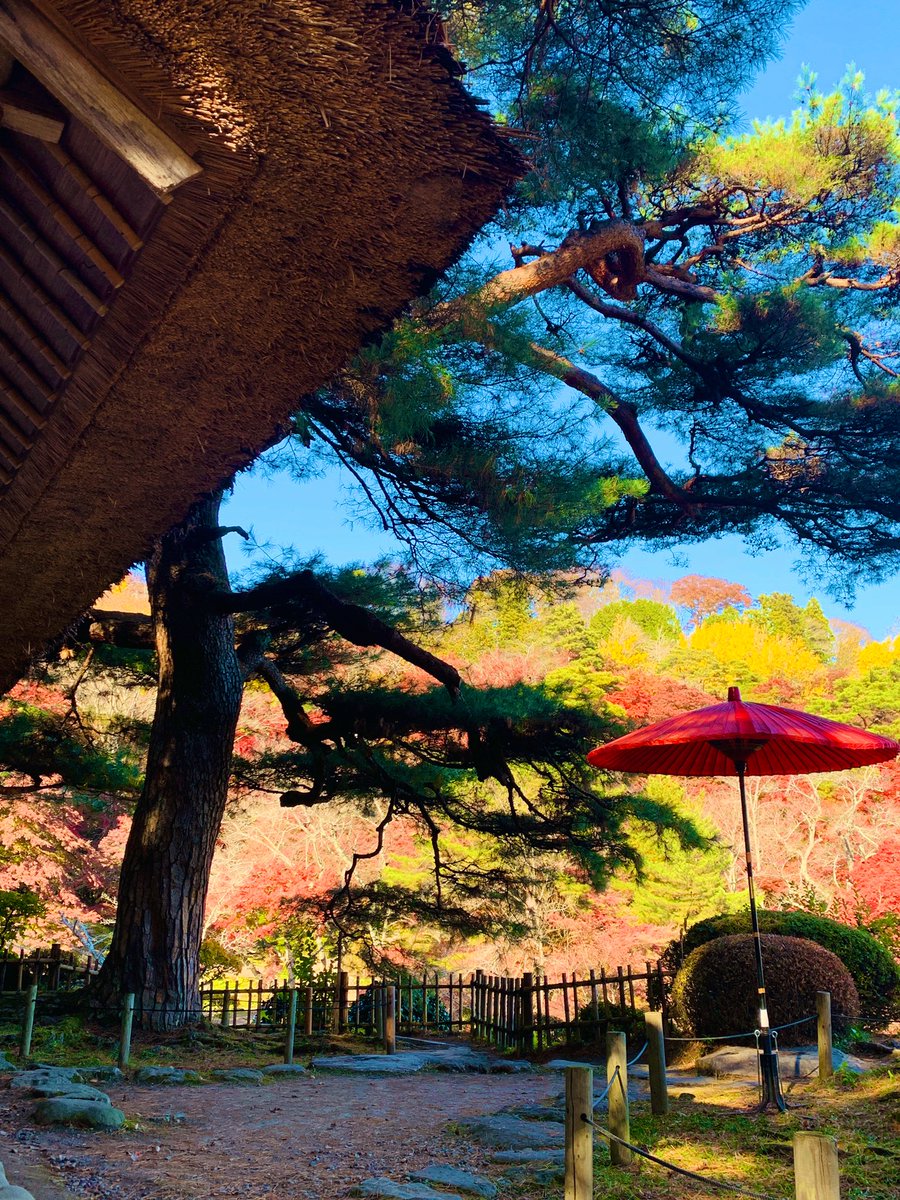 k21service's tweet photo. 地元の城跡公園
今日、久��に行ったら
綺麗な秋が見れた

#紅葉 https://t.co/7WarhBcyks