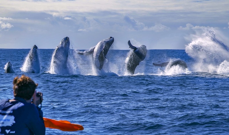 MarPetrucelli's tweet image. Você deve ter lido a notícia de que Bolsonaro 'importunou' uma baleia-jubarte em São Sebastião.

É uma grande MENTIRA e posso provar! Eu estava lá, em um barco bem próximo, quando pude presenciar aquela maravilha da natureza e um episódio que, muito provavelmente, jamais…