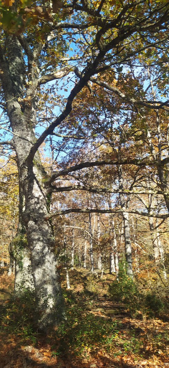 ArtArturoagjim's tweet photo. #Paseos #Furgoneteando #Bosques #Bosqueando https://t.co/S2tQs2Nf1f