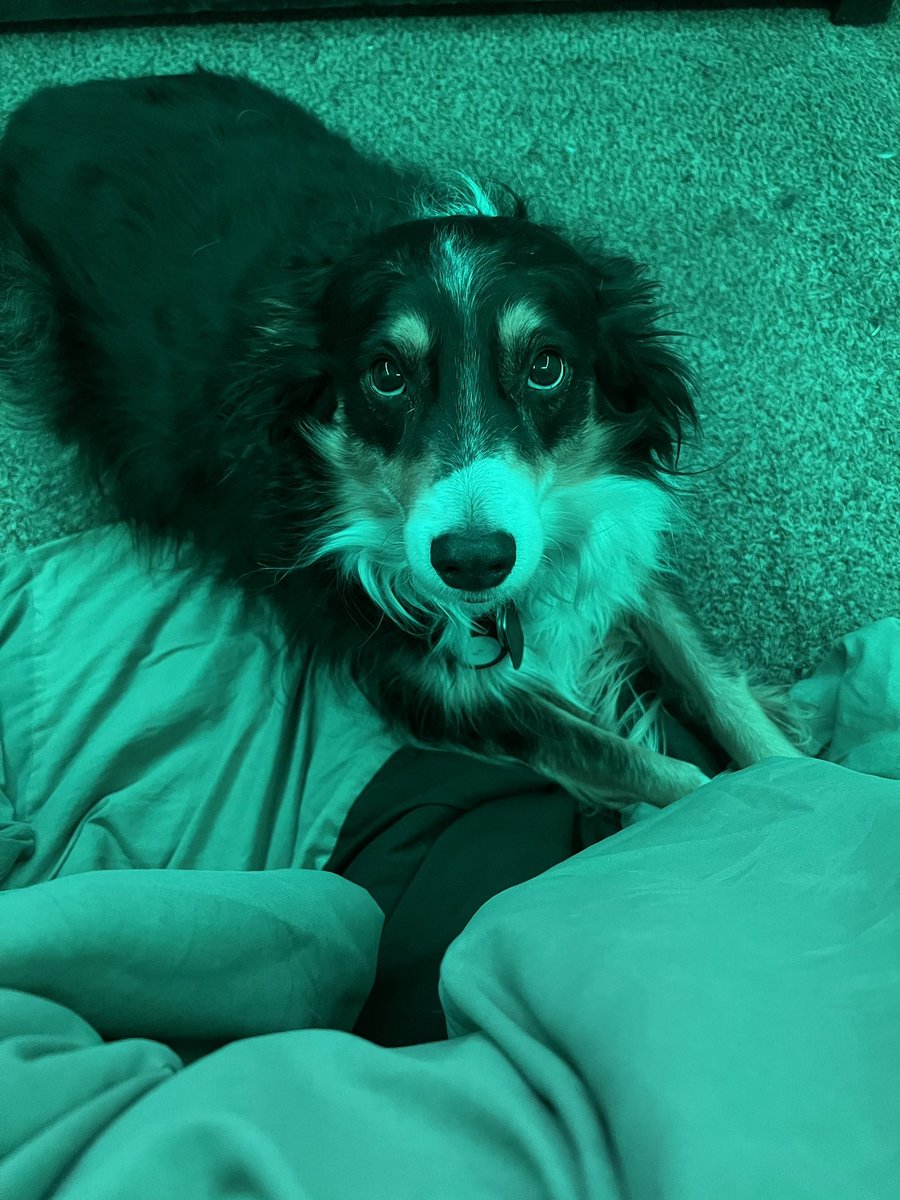 Chininator1's tweet photo. Puppy dog eyes! 🥺🐶 She wants my breakfast burrito. 🤣 https://t.co/ImhxEUQUSh