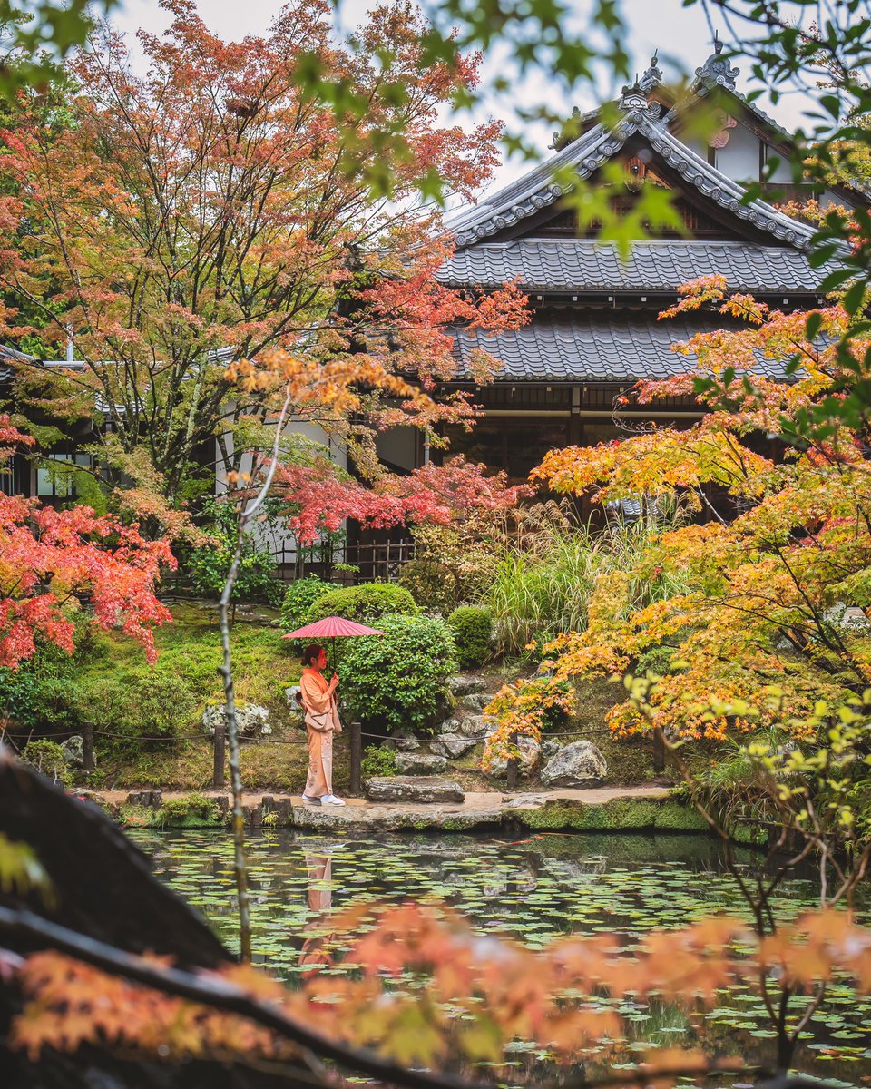 京都の紅葉🍁 Autumn in Kyoto 📸November 17, 2023