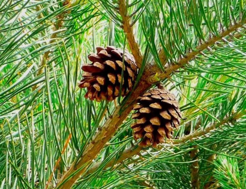 This Sunday, Nov 19 the #Leaside United 1030am service is in-person at 822 Millwood Rd., or via YouTube at youtube.com/@LeasideUnited… we look forward to connecting with you! Come see the pretty results of our “Pine Team” efforts