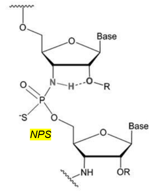AIMO92827894's tweet photo. ヤンセンより、リン酸修飾 NPS （3'のＯをＮに置換したPS）に関する報告。
ASOの主プラットフォームである 2'-MOEのPS-Gapmerより、NPS-Gapmer が結構いいよと。
NPS修飾は、Tmや脂溶性をPSより向上させ、酸条件でも割ともつ。そして、B型肝炎に対するASO活性をあげた。
https://t.co/QUUmvBxvB6 https://t.co/5zki0vv4p4