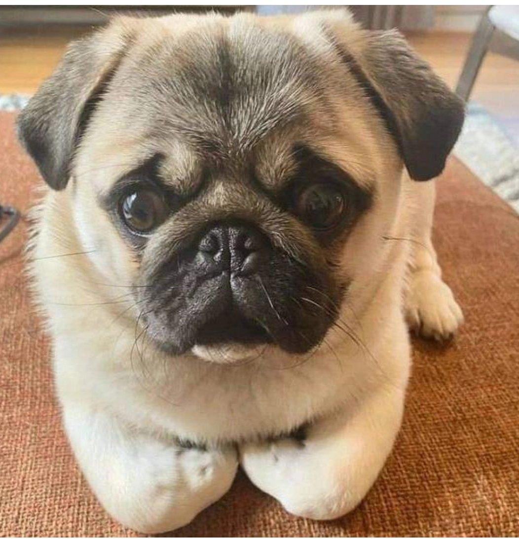 pugloverig's tweet photo. https://t.co/BKiPwstc1e