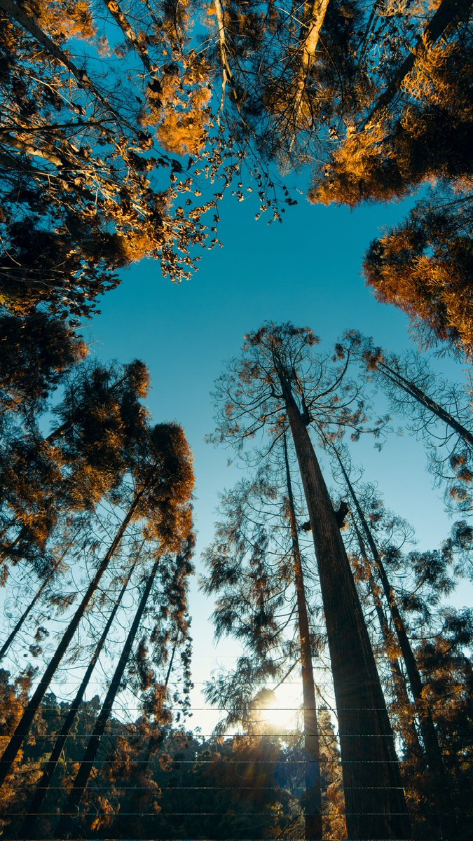 pranavsp.eth / 'Bond' Available on foundation tweet media