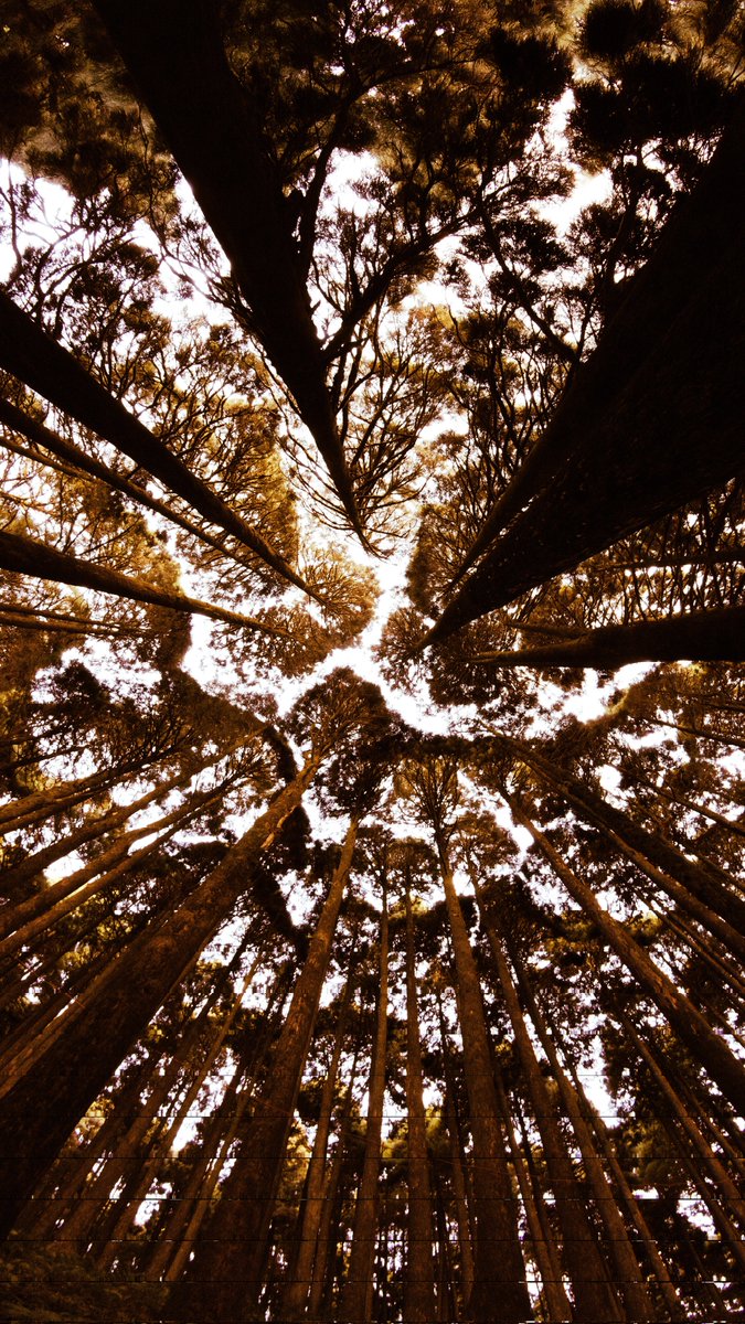 pranavsp.eth / 'Bond' Available on foundation tweet media