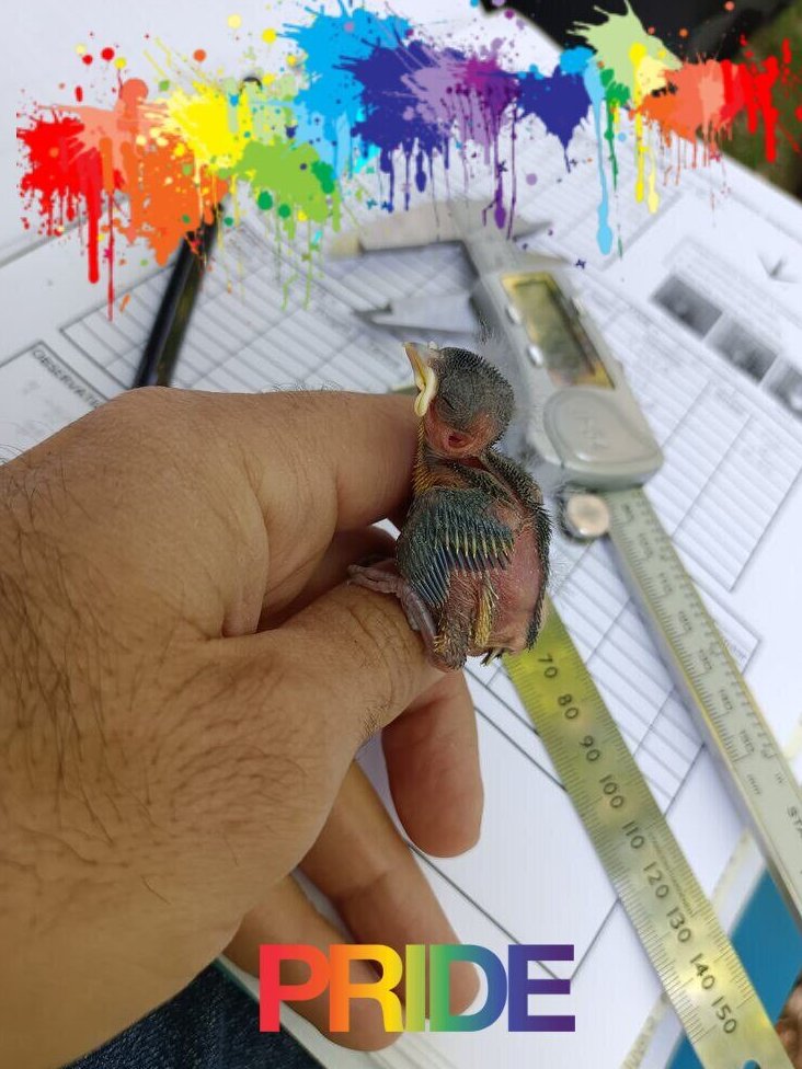 JaimeMuriel82's tweet photo. Currently, #LGBTQ STEM professionals @LGBTSTEM are more likely to experience career limitations, harassment, and professional devaluation than their non-LGBTQ peers (Cech & Waidzunas, 2021) ๐ณ๏ธโ๐
https://t.co/FAfdwfEfHL
@PrideinSTEM @QueerEcoEvo @LGBTSTEMDay #LGBTSTEMDay #LGBTSTEM https://t.co/W7612ucDqa