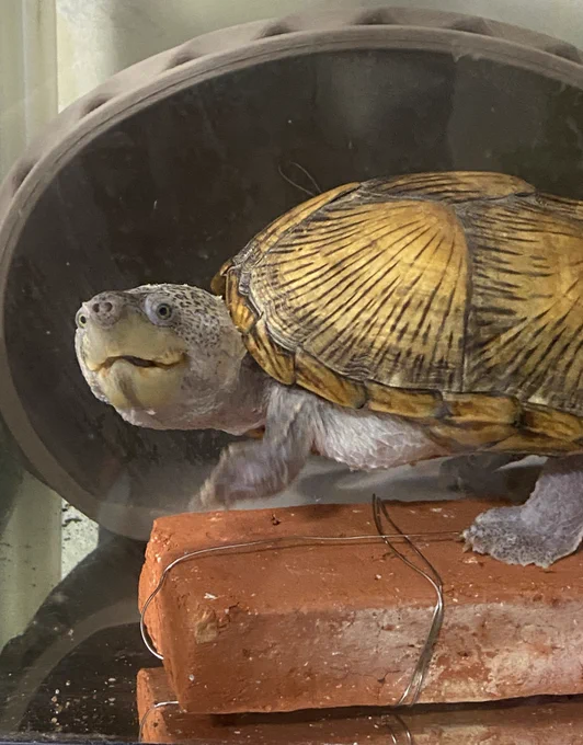 新しいお家の下の方が気になる…… なに? なに!!?