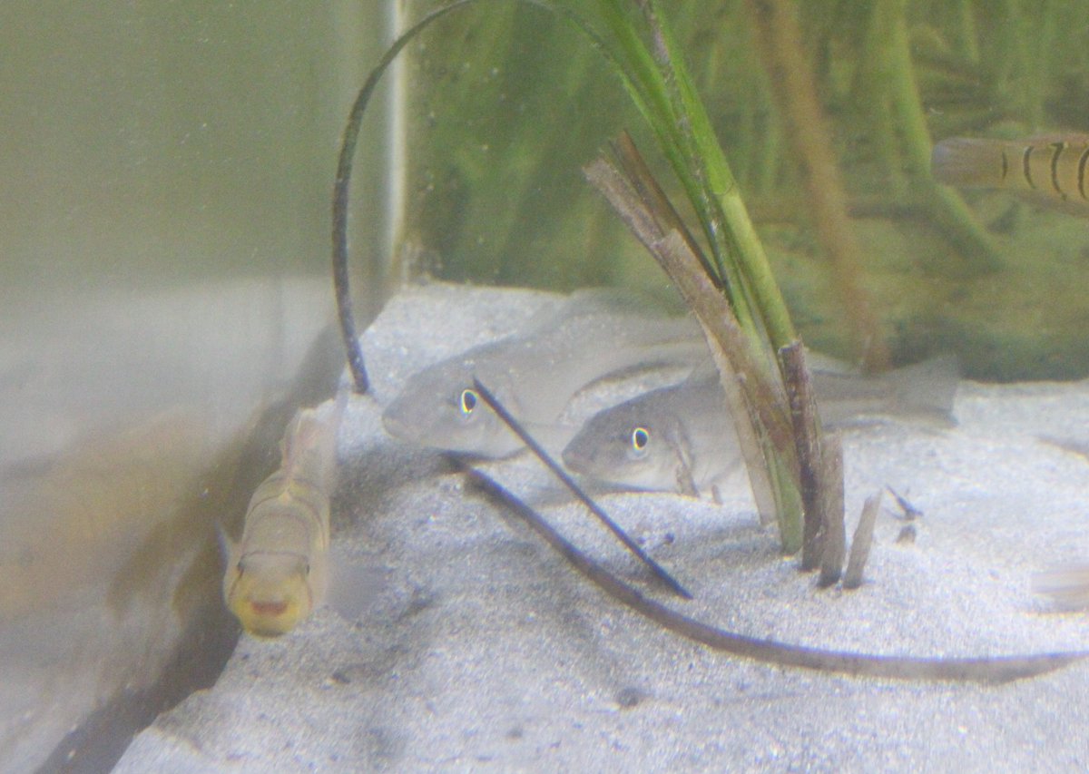 アマモ場の生きもの