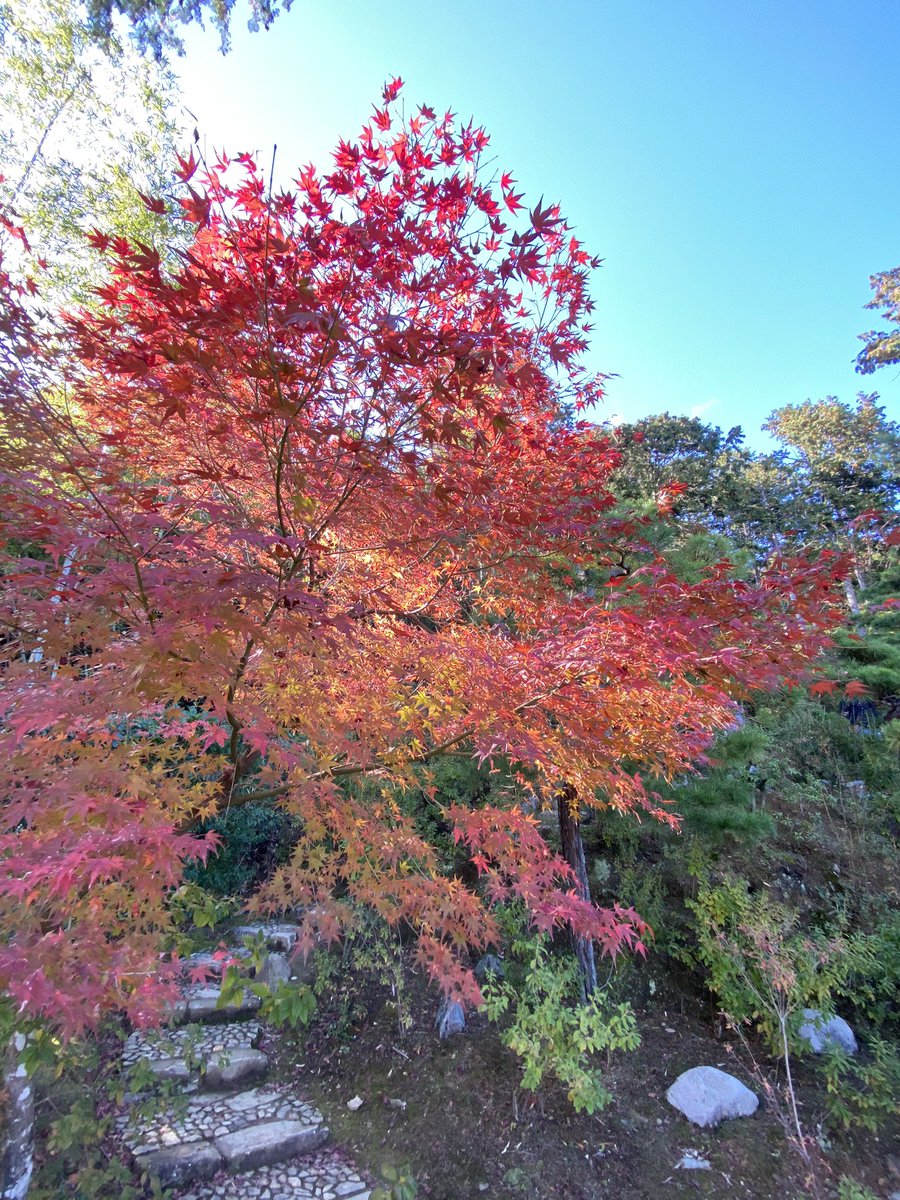 k_YazM's tweet photo. 常寂光寺は少し紅葉あり🍁

♯京都♯常寂光寺 https://t.co/DwTiunZK43