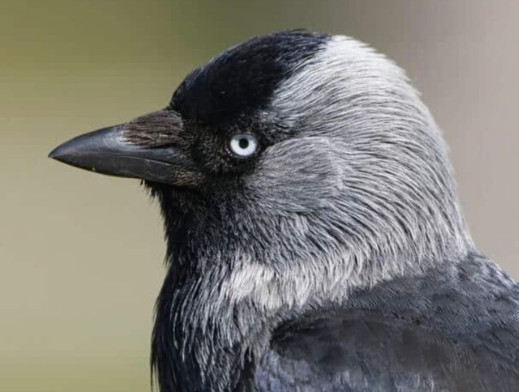 FraetersHans's tweet photo. @Rainmaker1973 That seems to be a jackdaw, not a crow. Superior accuracy nonetheless. https://t.co/6keuj9Vo48