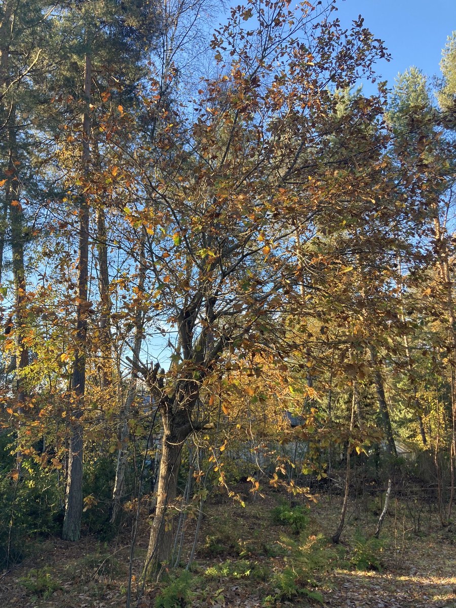 jannickep74's tweet photo. Godmorgon lördag ☀️🍂🧡
Riktigt kallt idag +1 ❄️ Dricker mitt kaffe inne i värmen ☺️☕️
Önskar alla en fin dag, hoppas ni har sol ☀️❤️
#vardigsjälv #hemma #ledig #finmorgon #tyst #lugnt #älska #omtanke https://t.co/int5K4f5Ue
