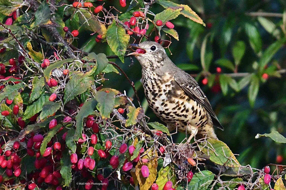 MaliHalls's tweet photo. #Mistle #Thrush.
#Morning #Tweeps, I hope your #day is #good...Its #wet here again.
#BirdTwitter #Nature #Photography #wildlife #birds #TwitterNatureCommunity #birding #NaturePhotography #birdphotography #WildlifePhotography #Nikon #Sigma https://t.co/RqmnV16CIz