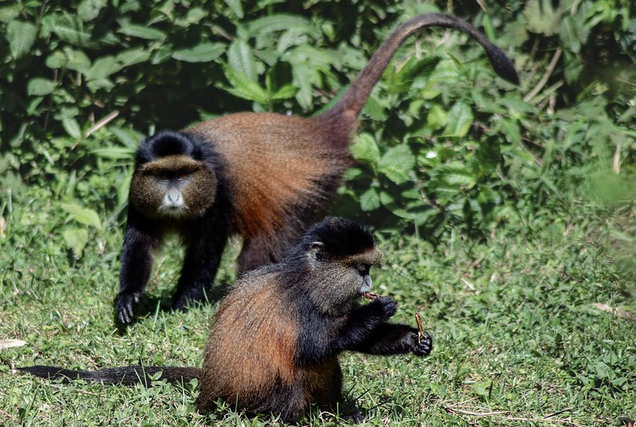 #goldenmonkey has shiny reddish golden back that blends in perfectly with the #goldenbamboo. These #primates live in groups of about 100 individuals and love eating #Bamboo. In #Uganda, you can find them only in #MgahingaGorillaNationalPark.
#visituganda #TulambuleUganda #UGA
